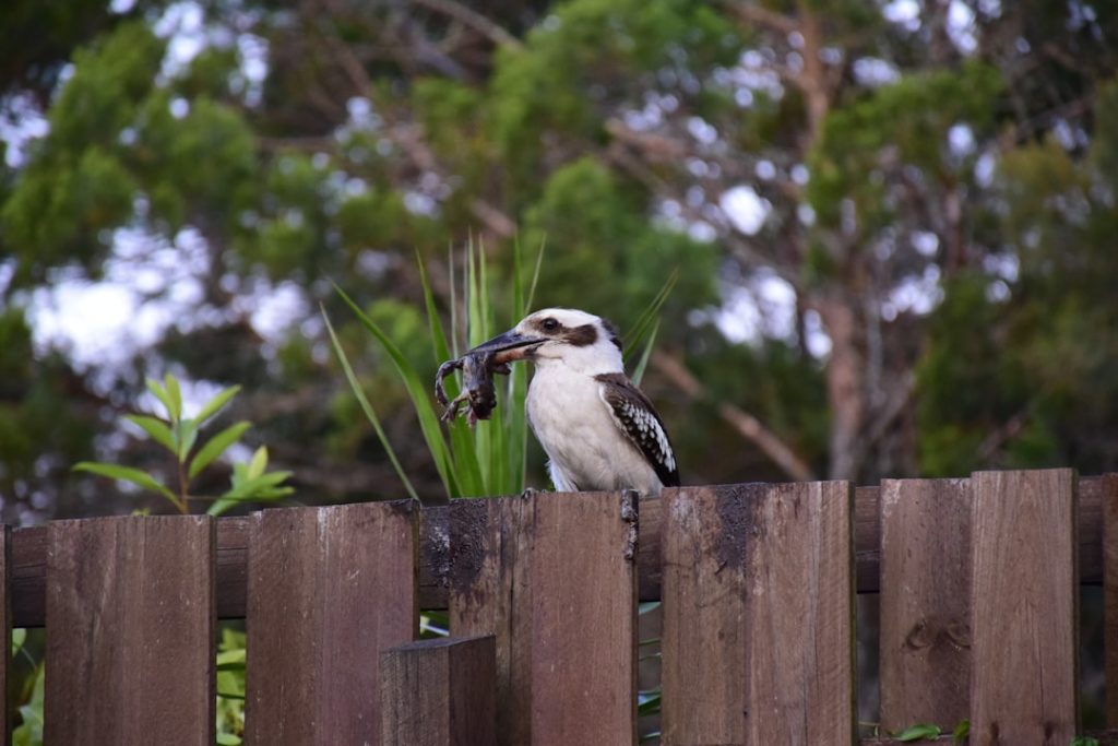 Photo Garden fence