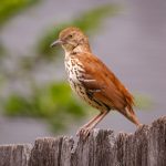 Photo Backyard coop