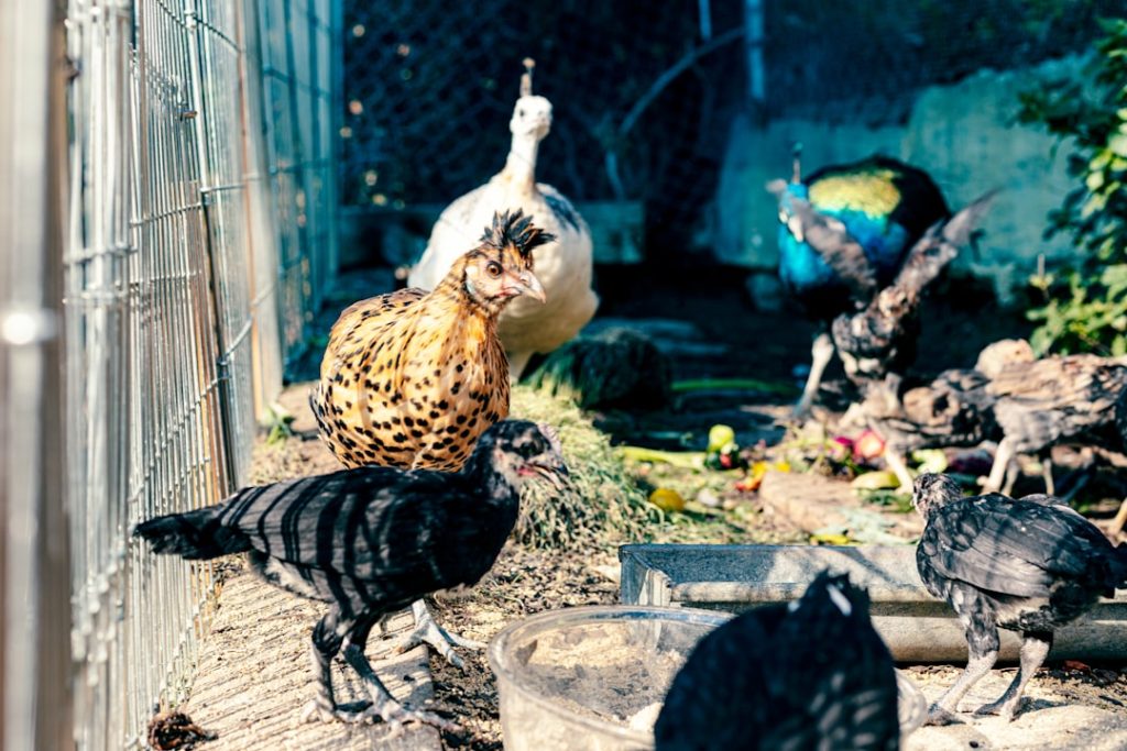 Photo Chicken coop