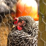 Photo Chicken wire