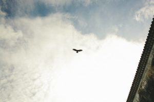 Photo Hawk silhouette