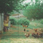 Photo Chicken coop