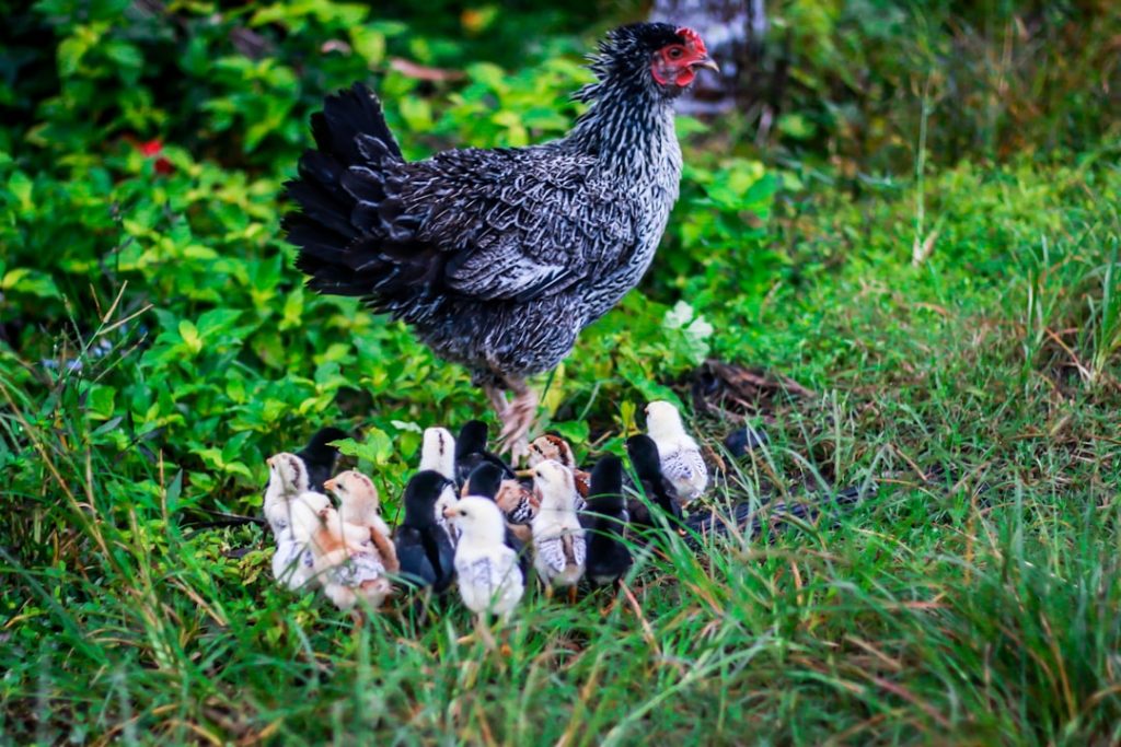 Photo Chicken swing