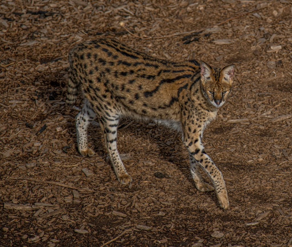 Photo Ocelot deterrent