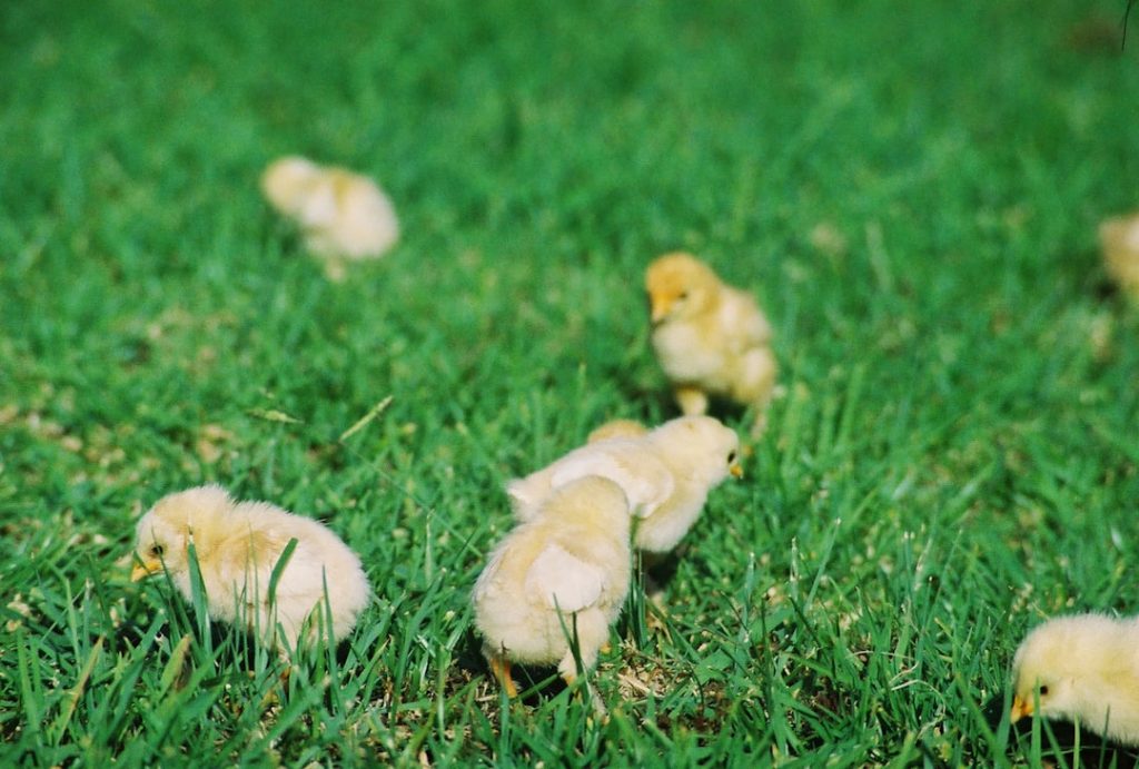 Photo Hen with chicks