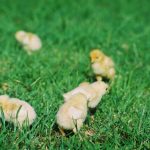 Photo Hen with chicks