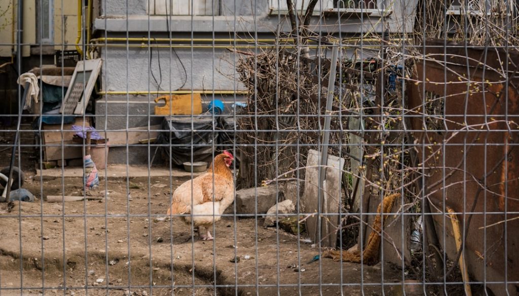 Photo Chicken fence