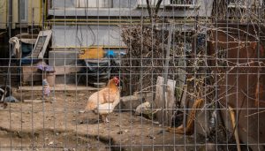 Photo Chicken fence