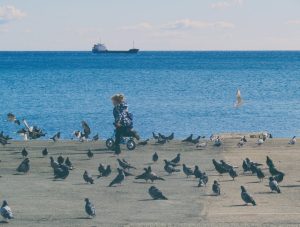 Photo Pigeon spikes