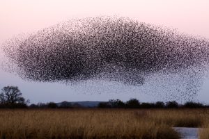 Photo Mixed flock