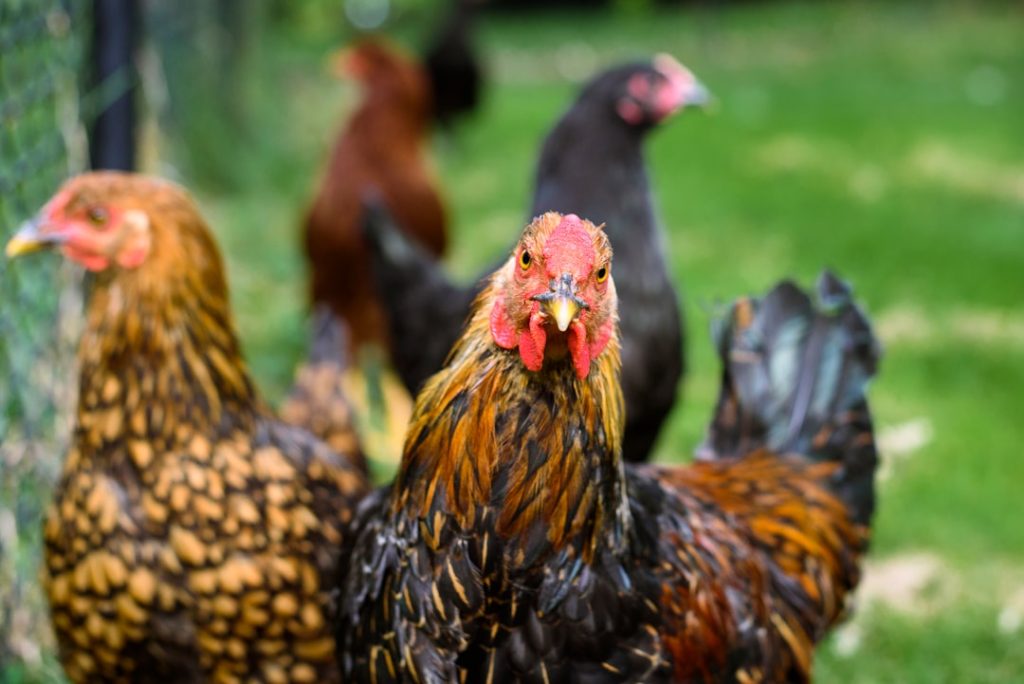 Photo Buff Orpington chickens