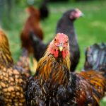 Photo Buff Orpington chickens