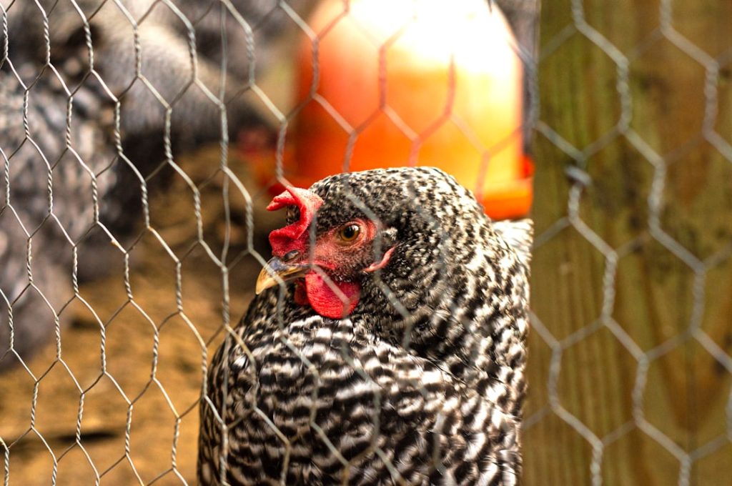 Photo Chicken fence