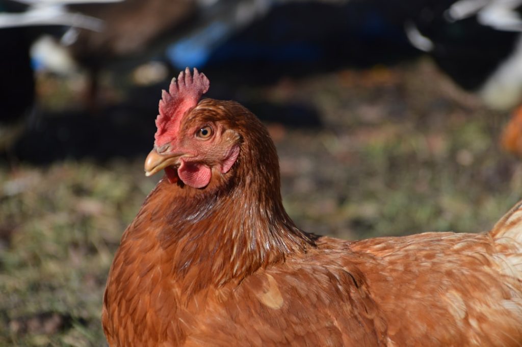 Photo Nesting hen