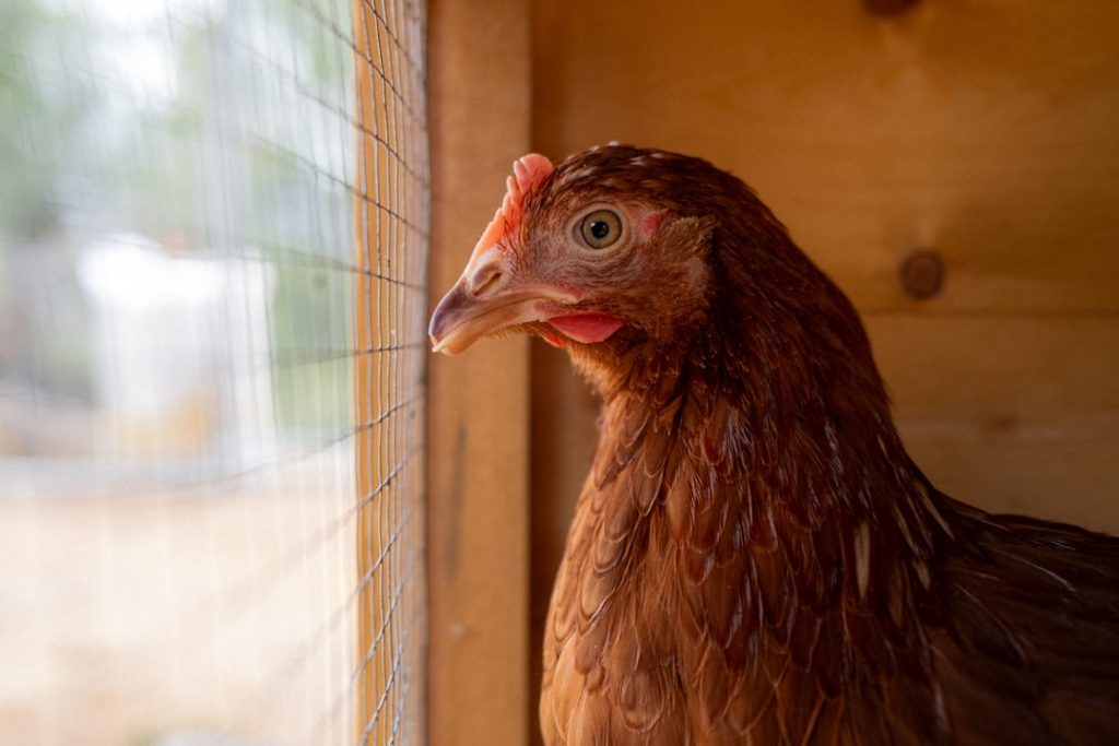 Photo Brown chicken