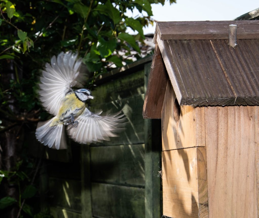 Photo Nesting box