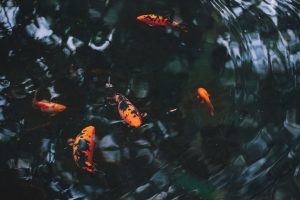 Photo Waterer filter