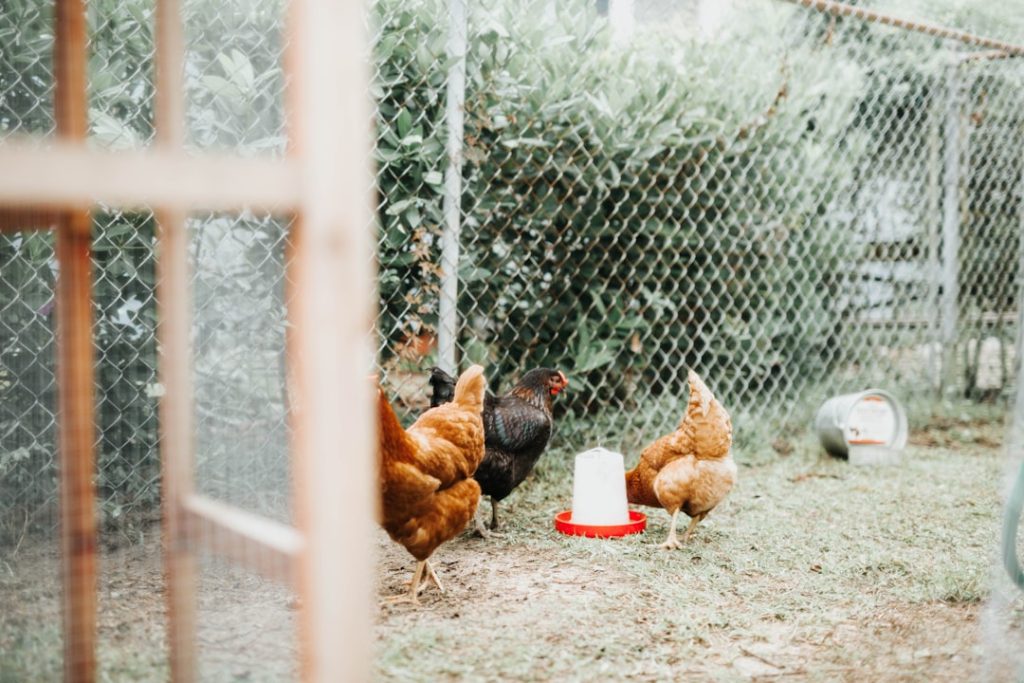 Photo Chicken feeder