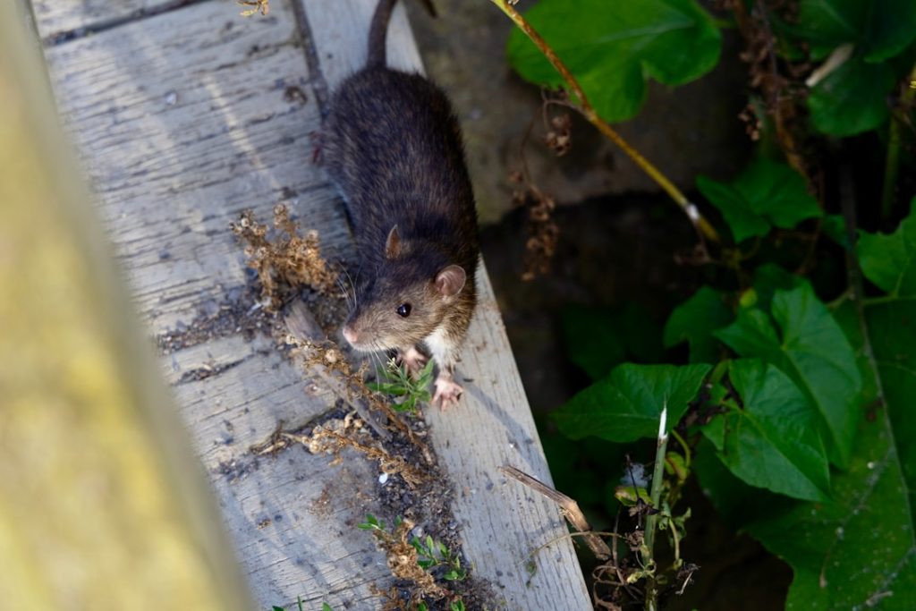 Photo Rat-proof coop