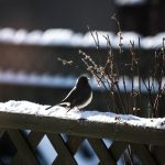 Photo Garden fence