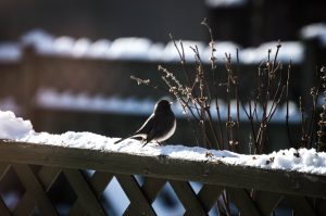 Photo Garden fence