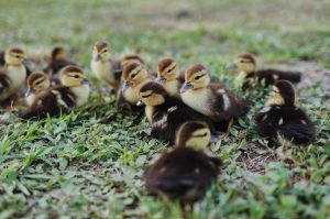 Photo Backyard chickens