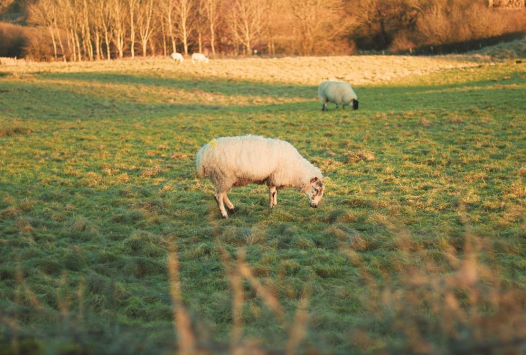 Photo Mixed grazing